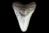 Bargain, Megalodon Tooth - North Carolina #76296-1